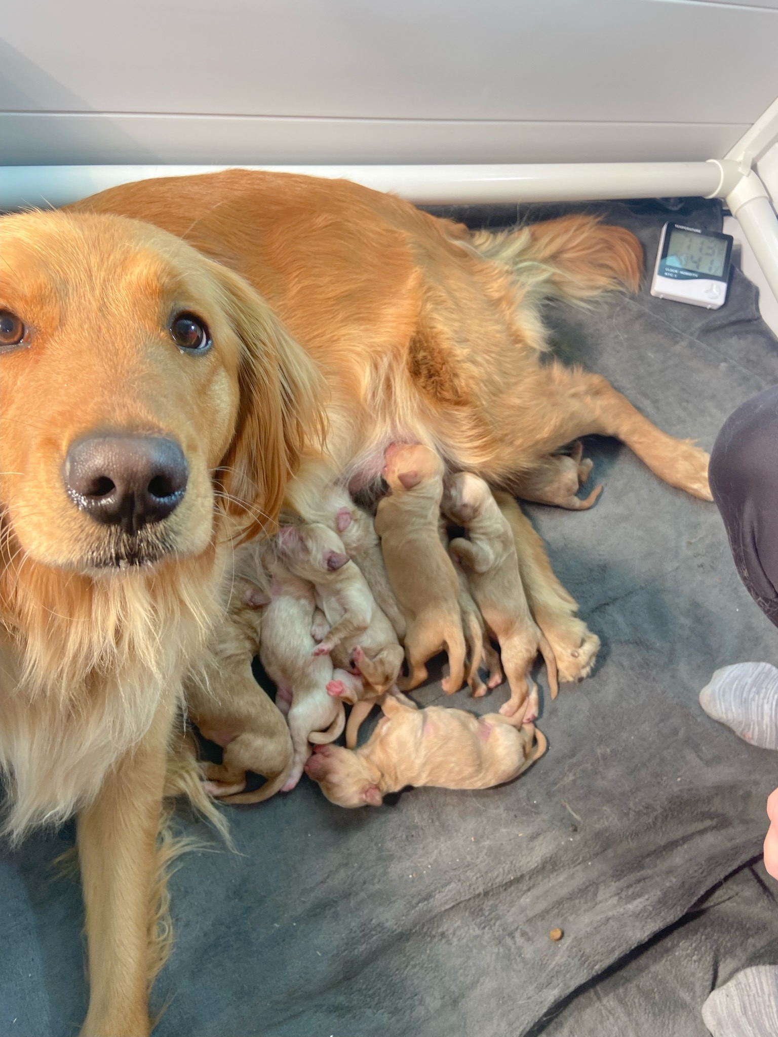 Banks with her newborn puppies