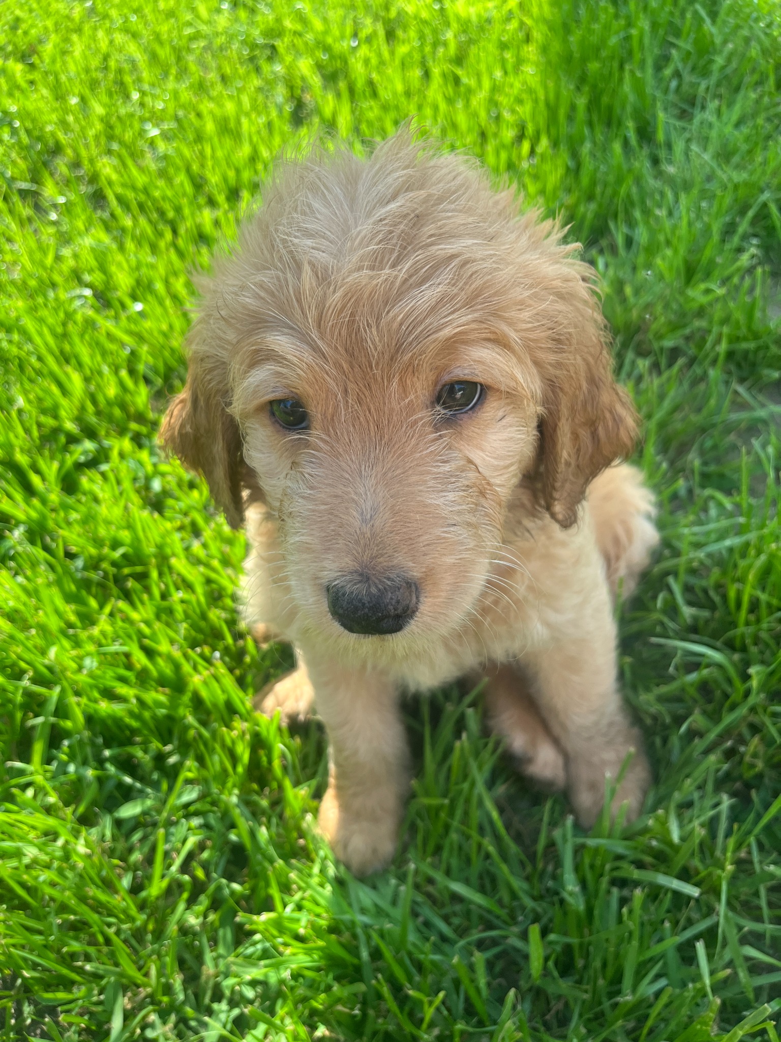 Previous Platte Valley puppy sitting in the grass